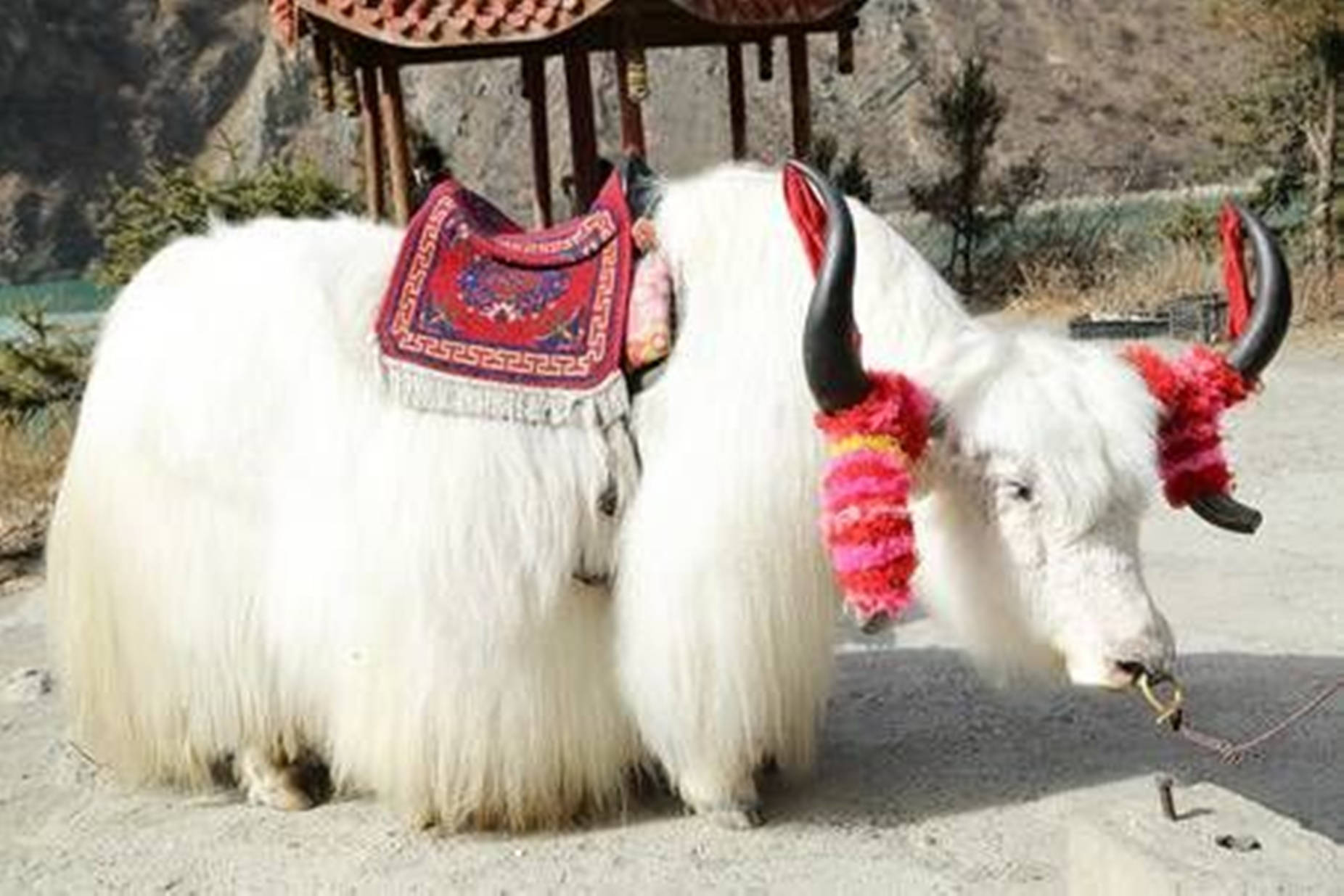 Caption: Majestic White Yak Adorned With Red Aesthetic Items Background