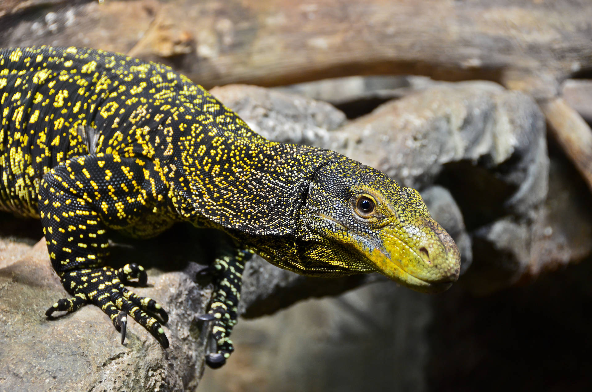 Caption: Majestic Yellow-toned Monitor Lizard In Natural Habitat Background