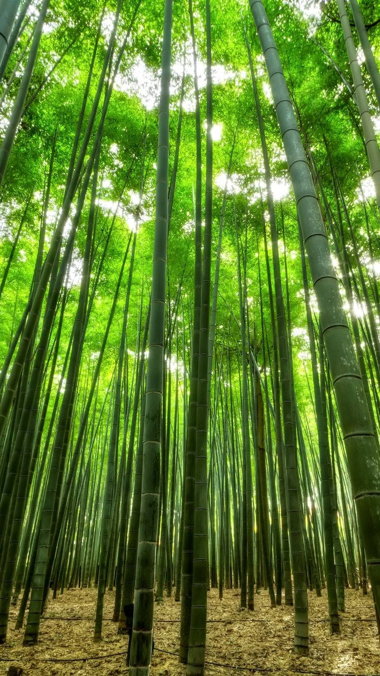 Caption: Mystical Bamboo Forest On Iphone Wallpaper