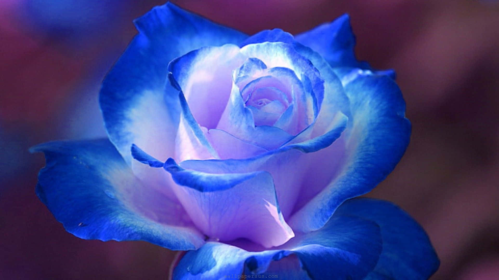 Caption: Mystical Blue Rose