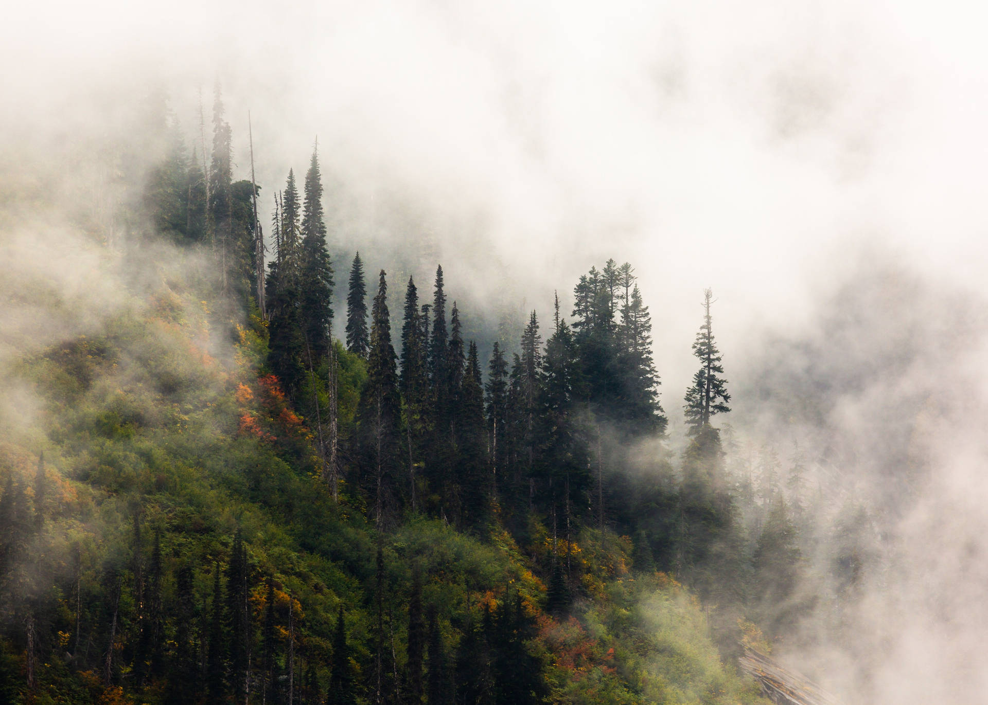 Caption: Mystical Forest In Forks, Washington. Background