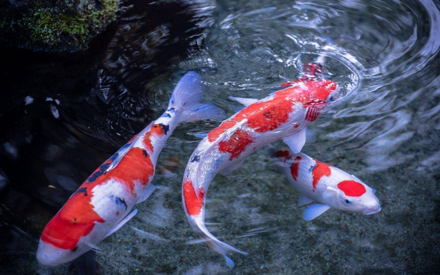 Caption: Peaceful Trio Of Vibrant Koi Fish