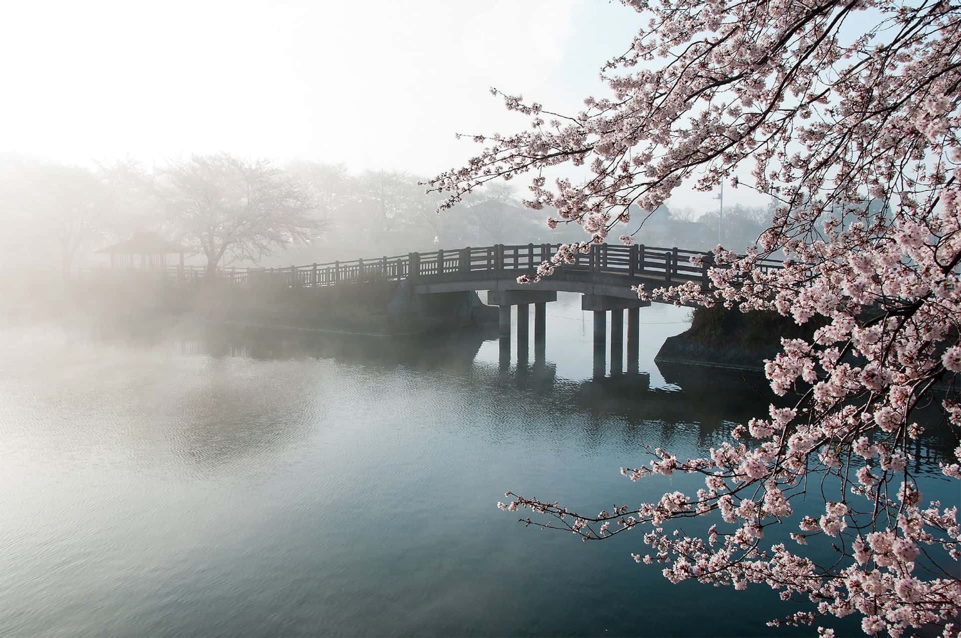 Caption: Pristine Cherry Blossom Landscape Background