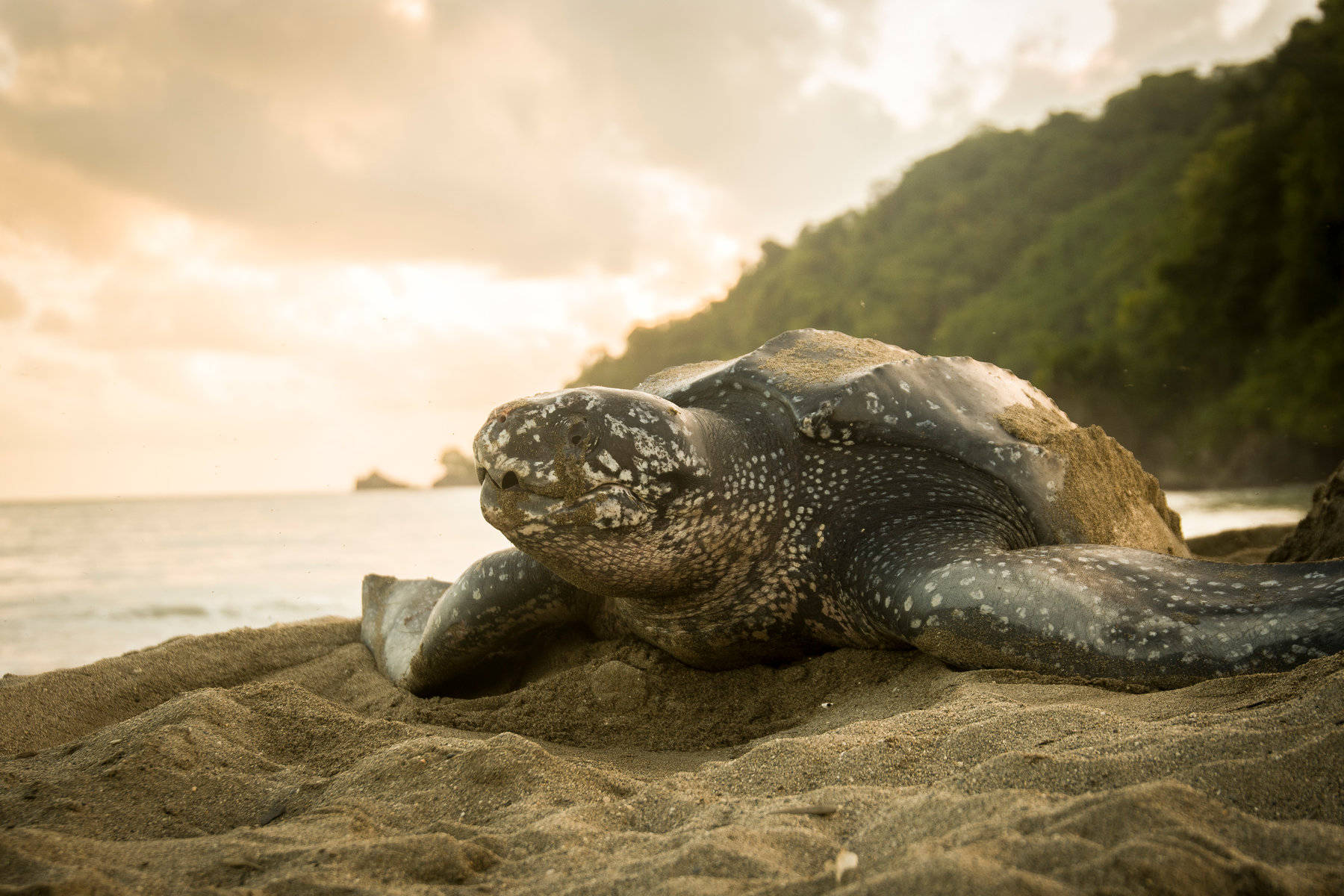 Caption: Pristine Wildlife In French Guiana - A Sea Turtle On Shore Background