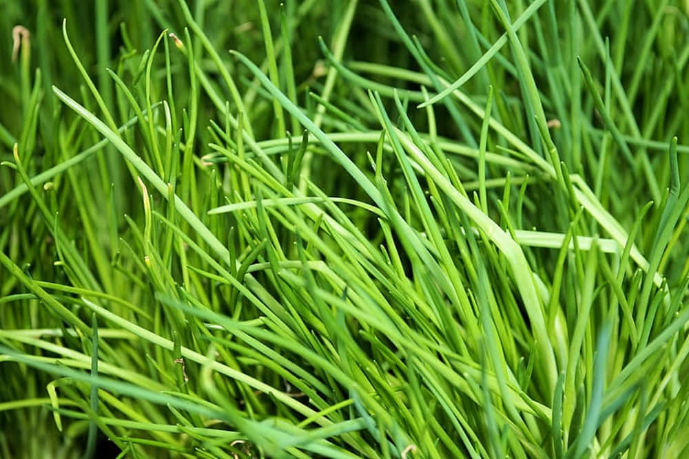 Caption: Robust Growth Of Fresh Green Chives Background