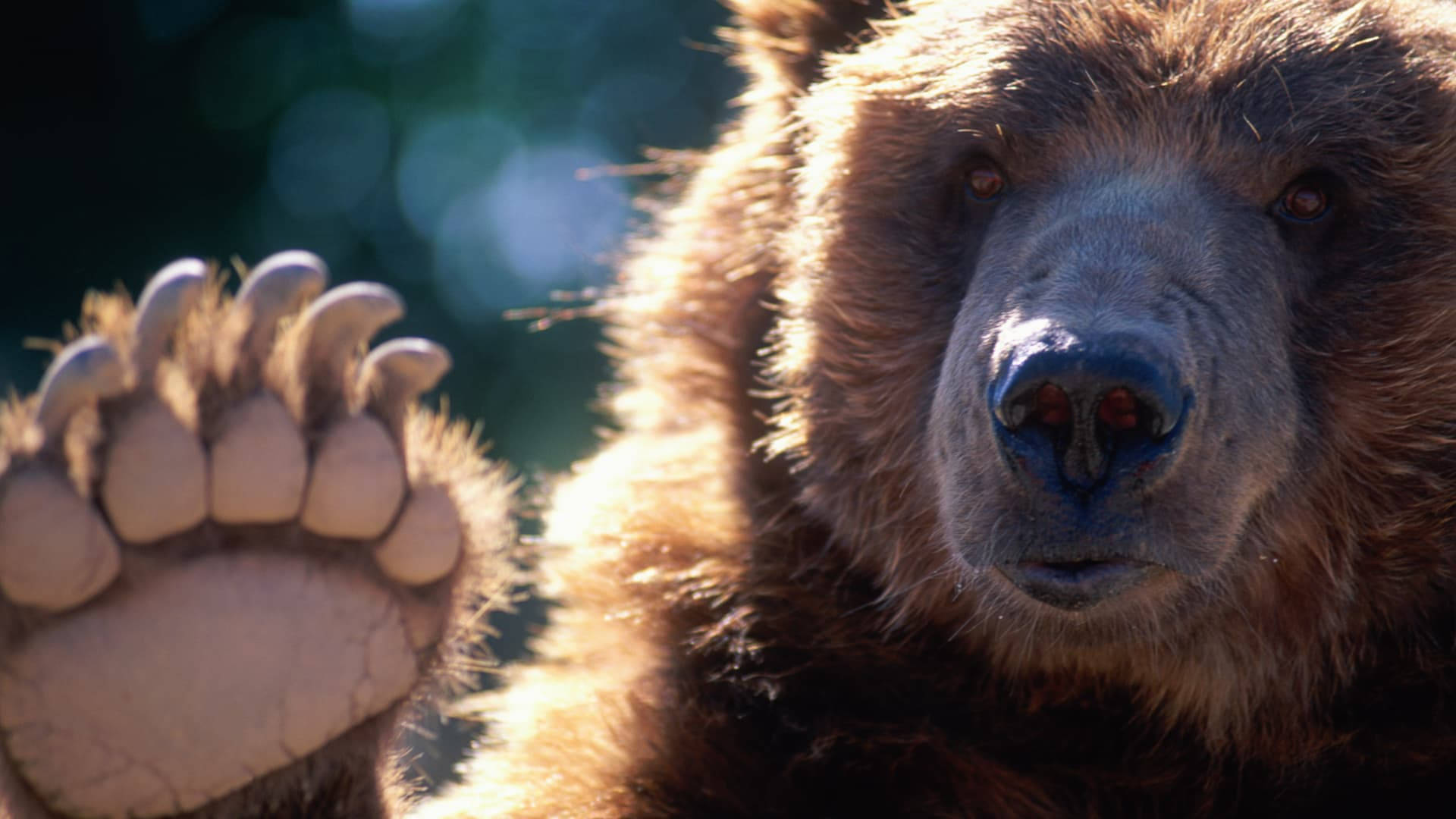 Caption: Robust Kodiak Bear Showcasing Its Claws Background
