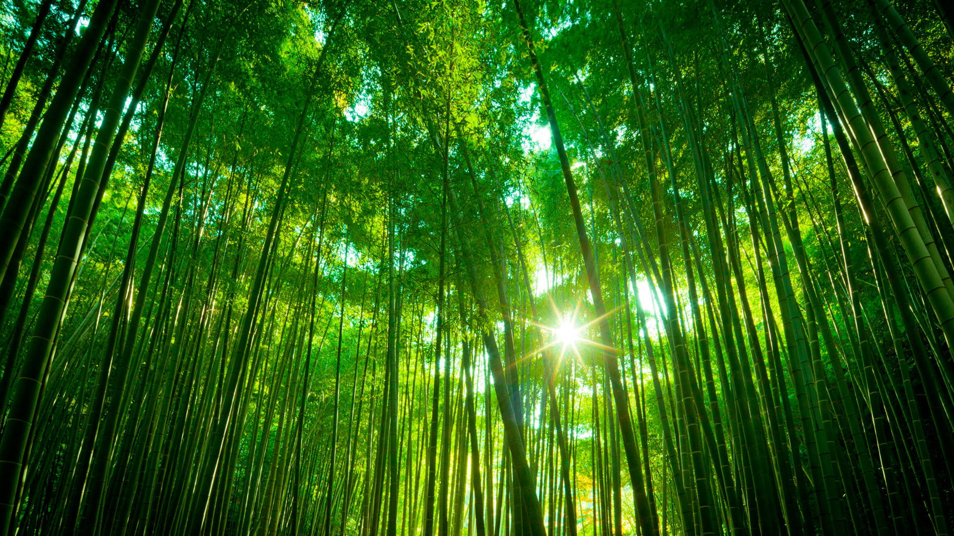 Caption: Serene Bamboo Forest Iphone Wallpaper