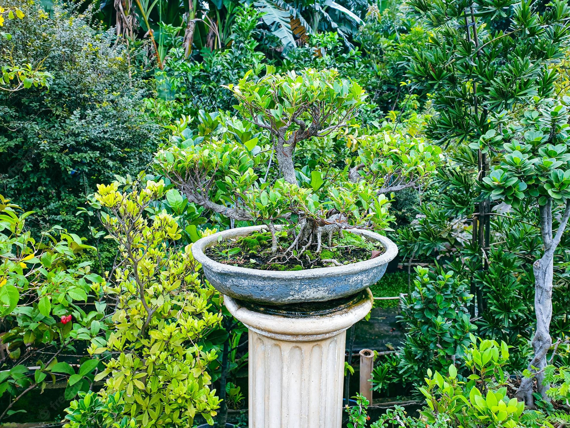 Caption: Serene Beauty Of Chokan Style Bonsai Tree