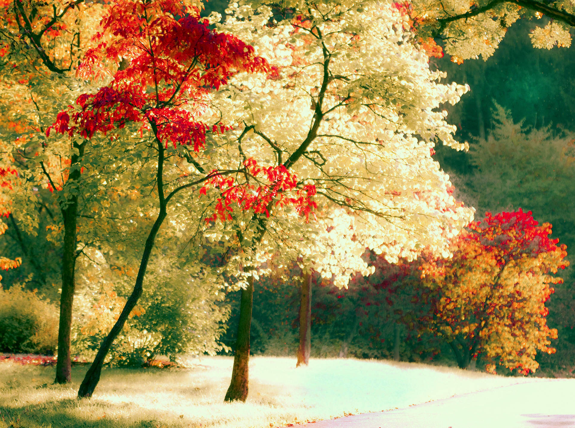 Caption: Serene Colors Of Nature: A Fusion Of White And Red Trees Background