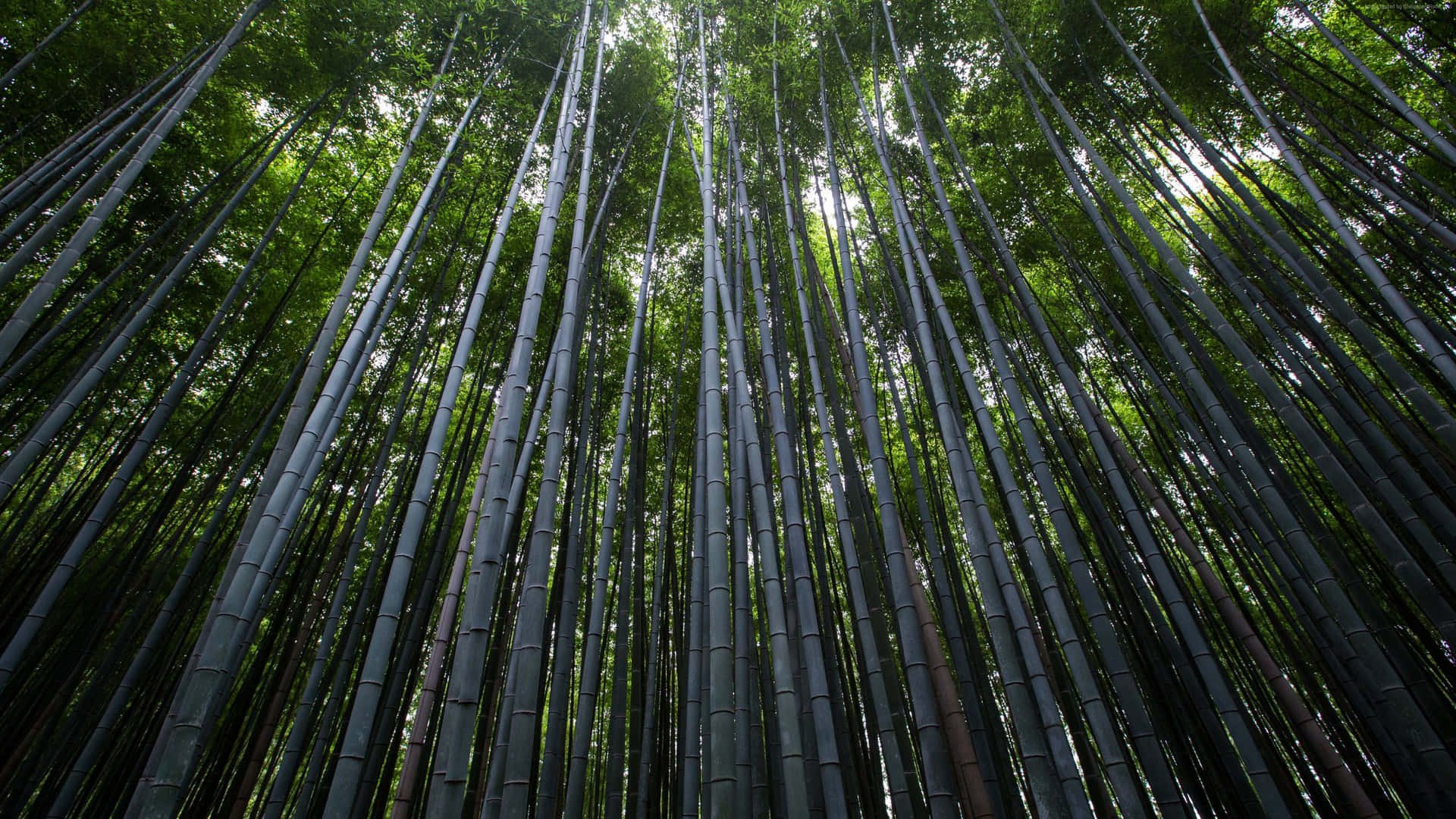 Caption: Serene Green Bamboo Forest Background