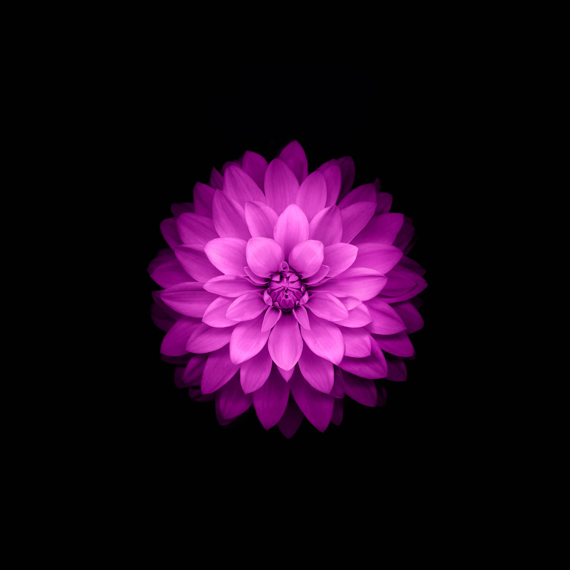 Caption: Serene Pink Lotus Flower In Full Bloom Background