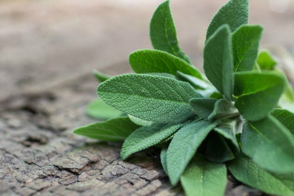 Caption: Serene Sage Green Background Background