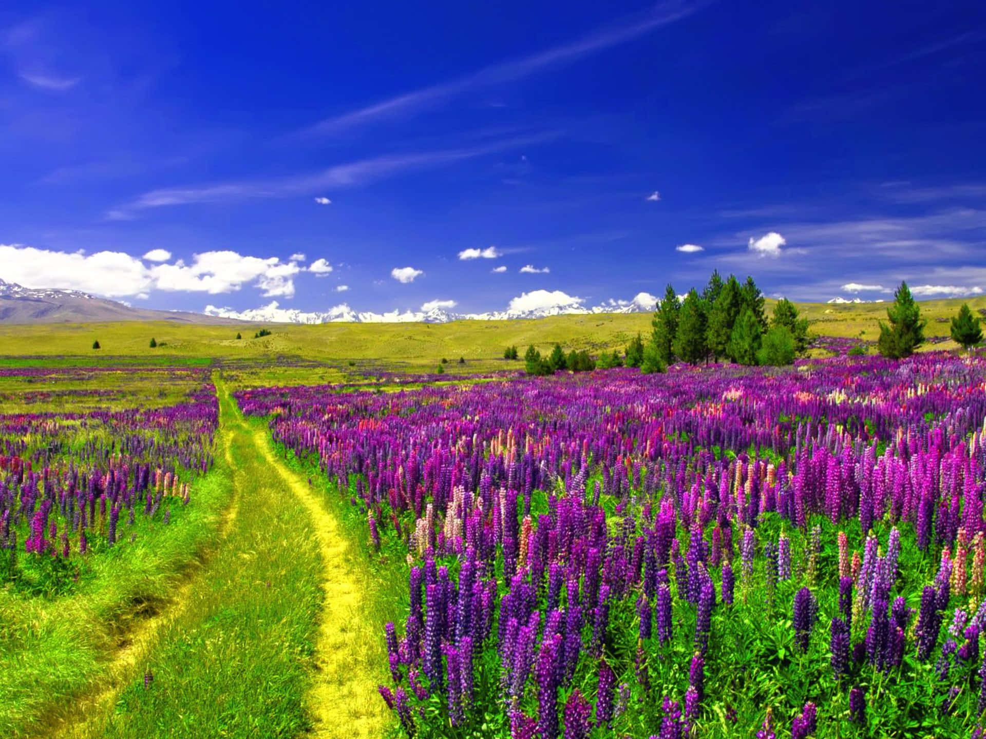 Caption: Serene Walkway In A Blooming Flower Field
