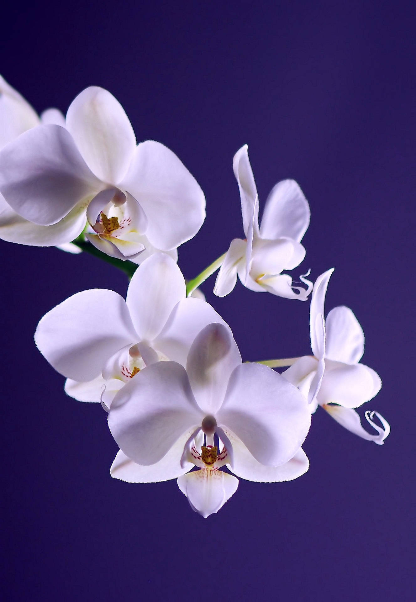 Caption: Serenity In Bloom - Elegant White Orchid Flowers Background