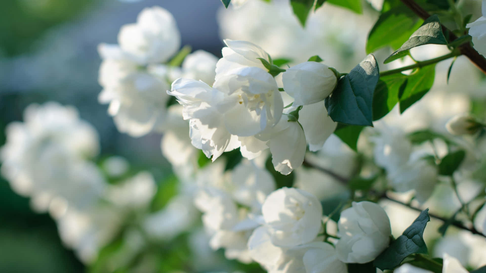 Caption: Serenity In Bloom - Lovely White Flowers In Nature Background