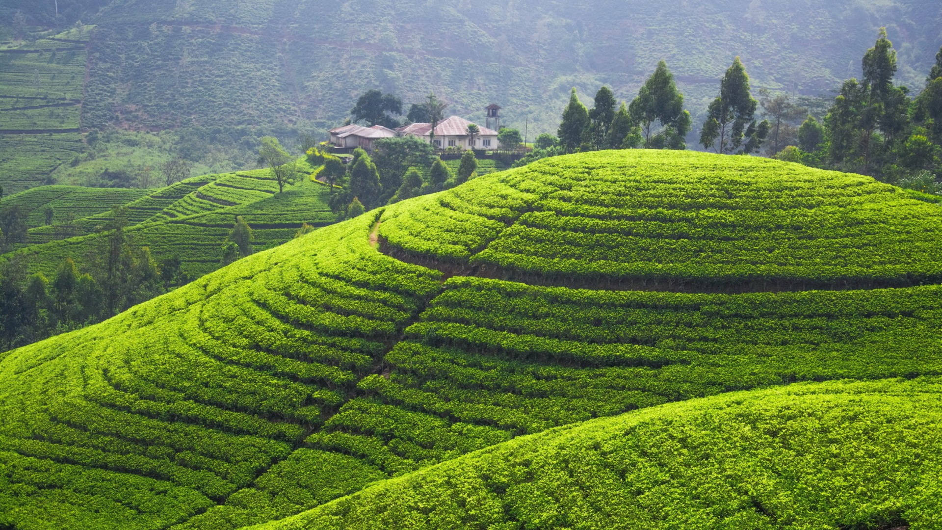 Caption: Serenity Of Sri Lankan Tea Plantations Background