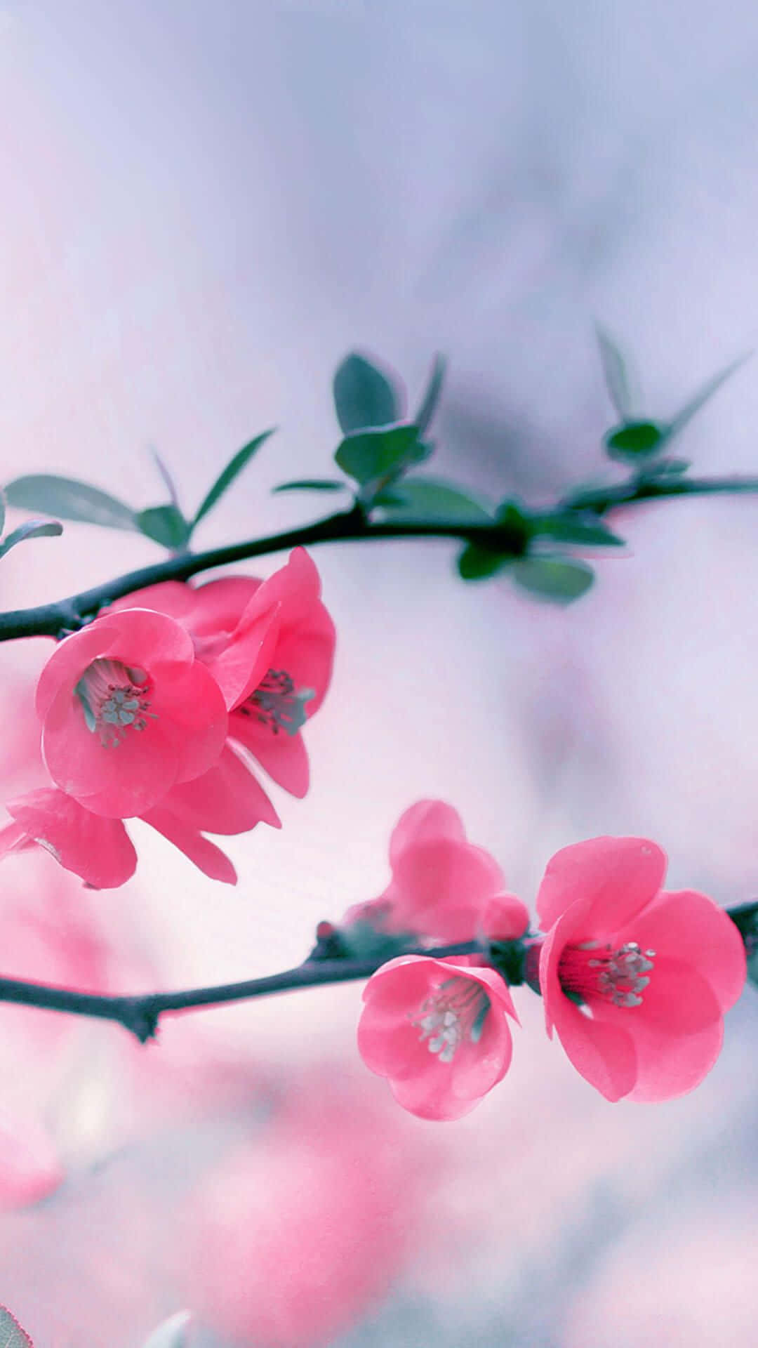 Caption: Spring Blooms On Iphone Display Background