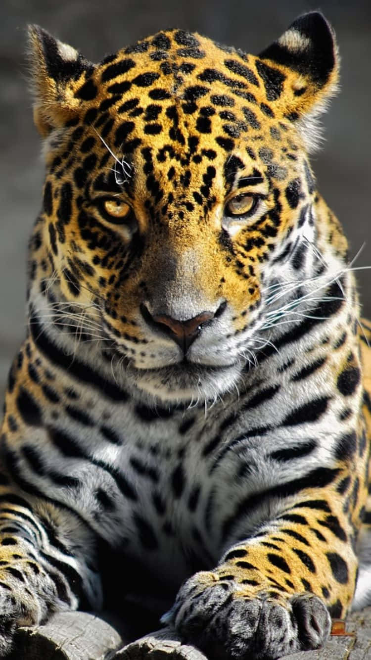 Caption: Sprint Into Style With Cheetah Iphone Wallpaper Background