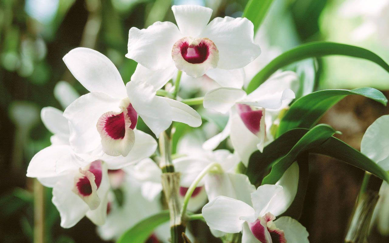 Caption:stunning Beauty Of White Orchids With Red Petals