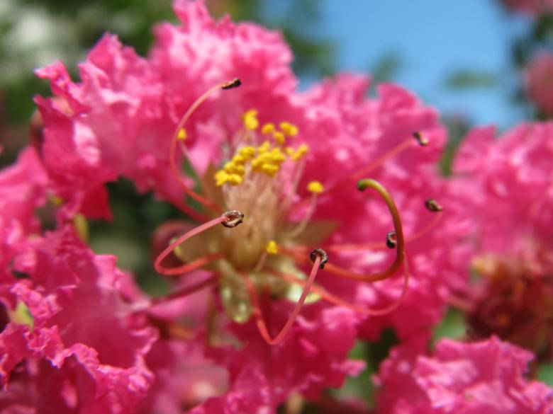 Caption: Stunning Pink Flower In Bloom Background