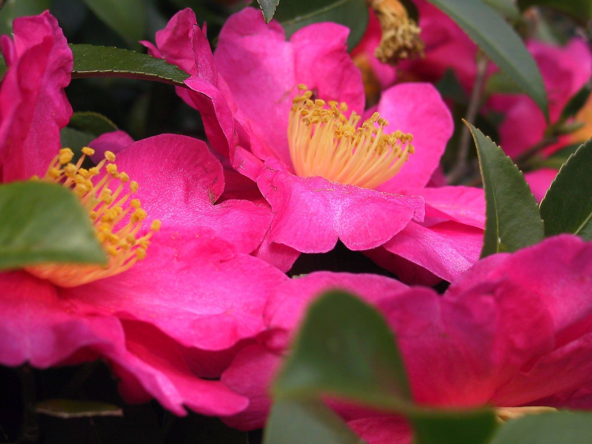 Caption: Stunning Scarlet Camellia Sasanqua In Full Bloom Background