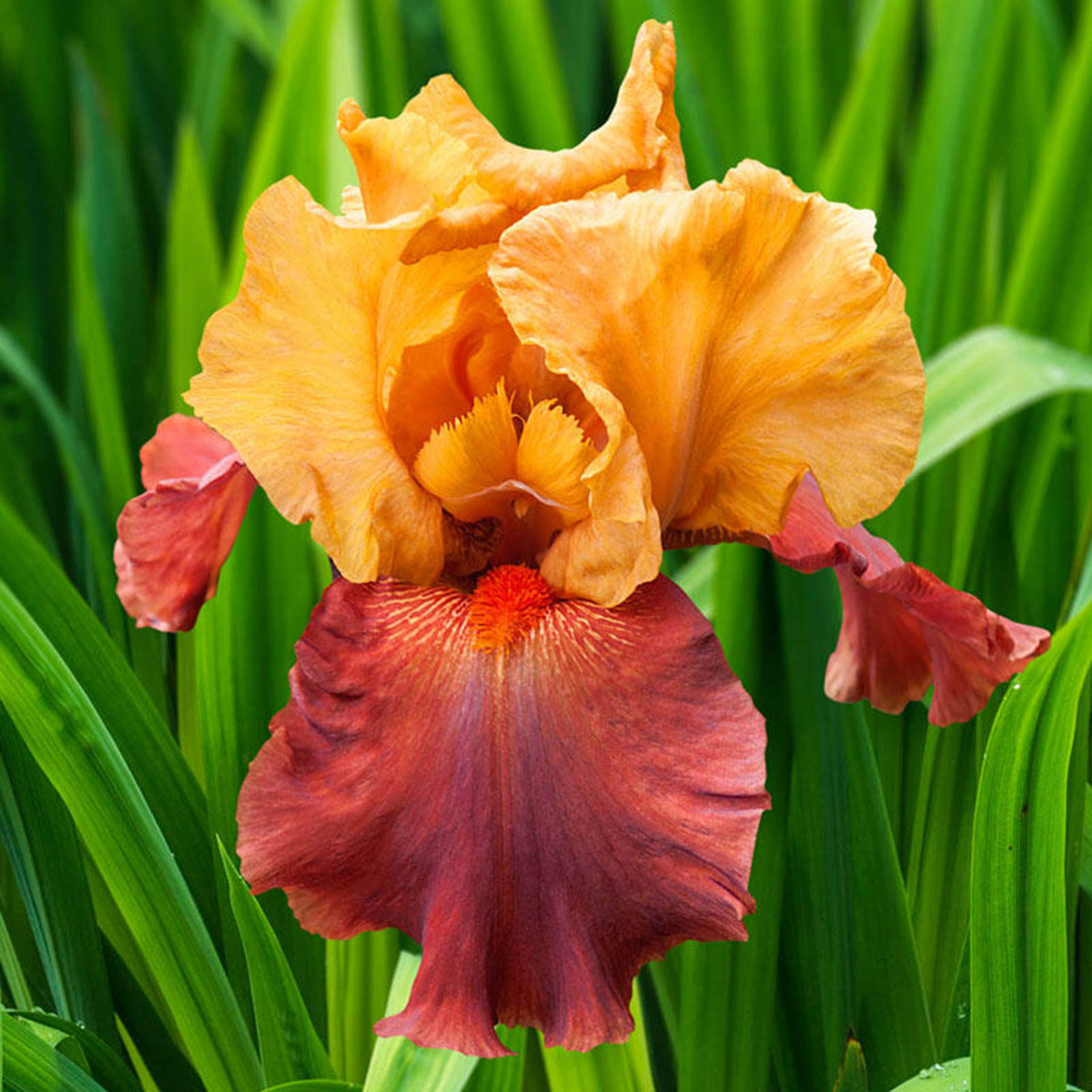 Caption: Stunning Shot Of A Reblooming Iris Flower Background