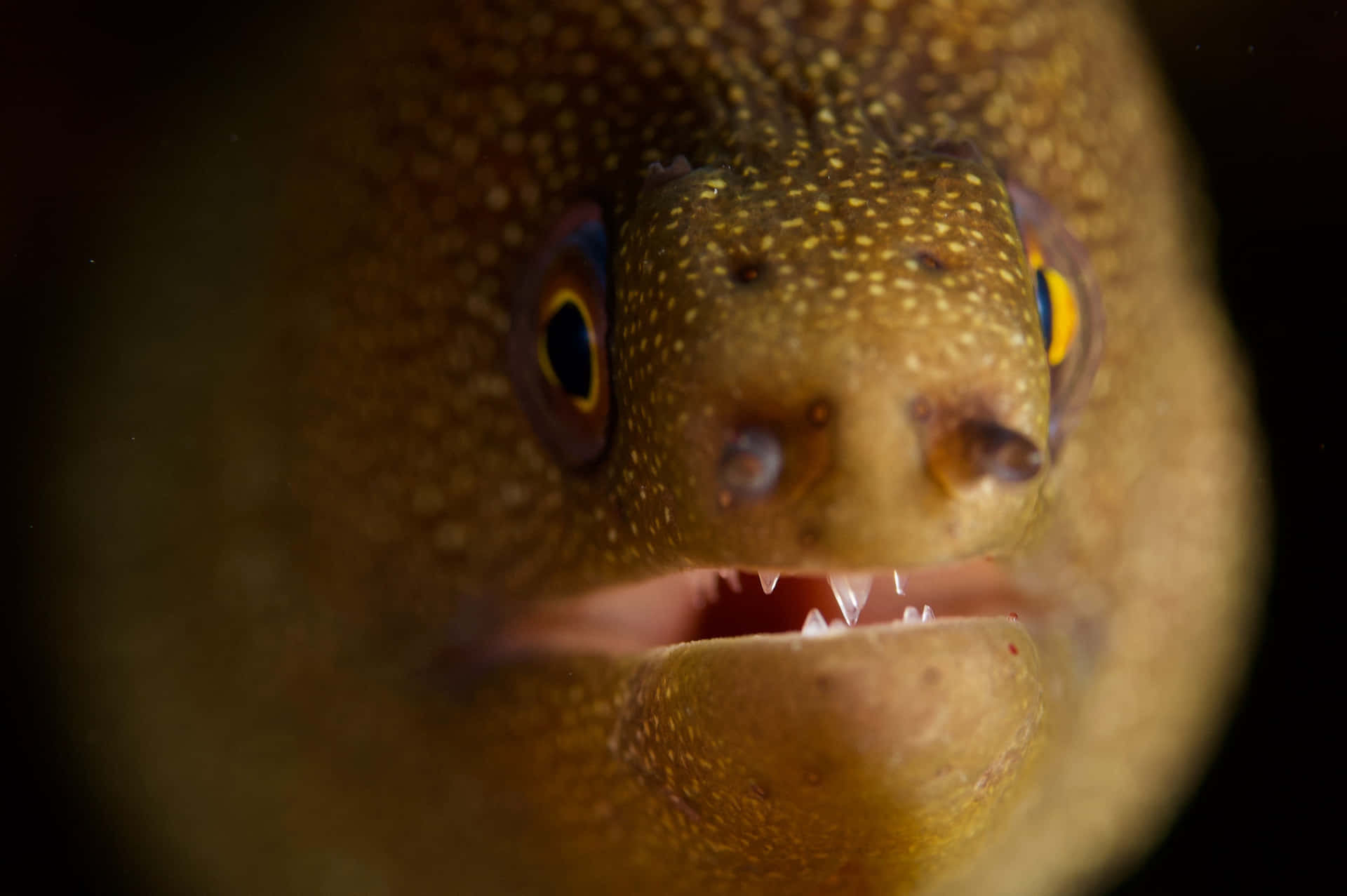 Caption: Stunning Underwater View Of A Moray Eel In Its Natural Habitat Background