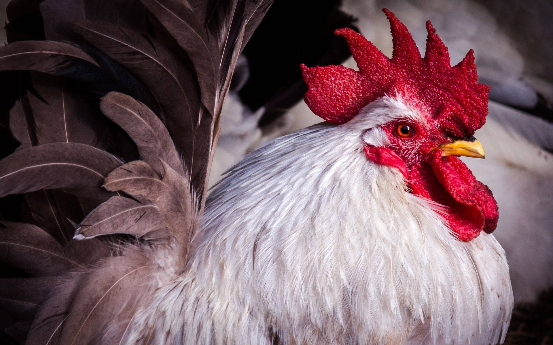 Caption: Stunning White Rooster Flaunting Black Sickle Feathers