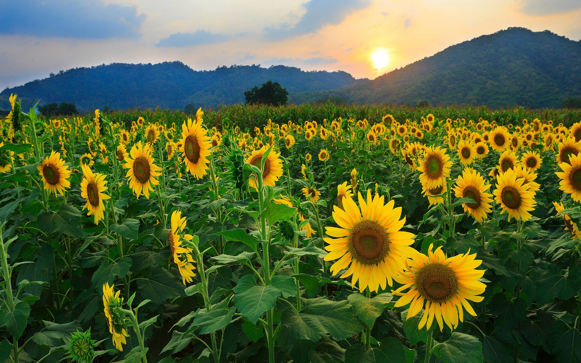 Caption: Sunlit Serenity - A Sunflower Field At Sunset