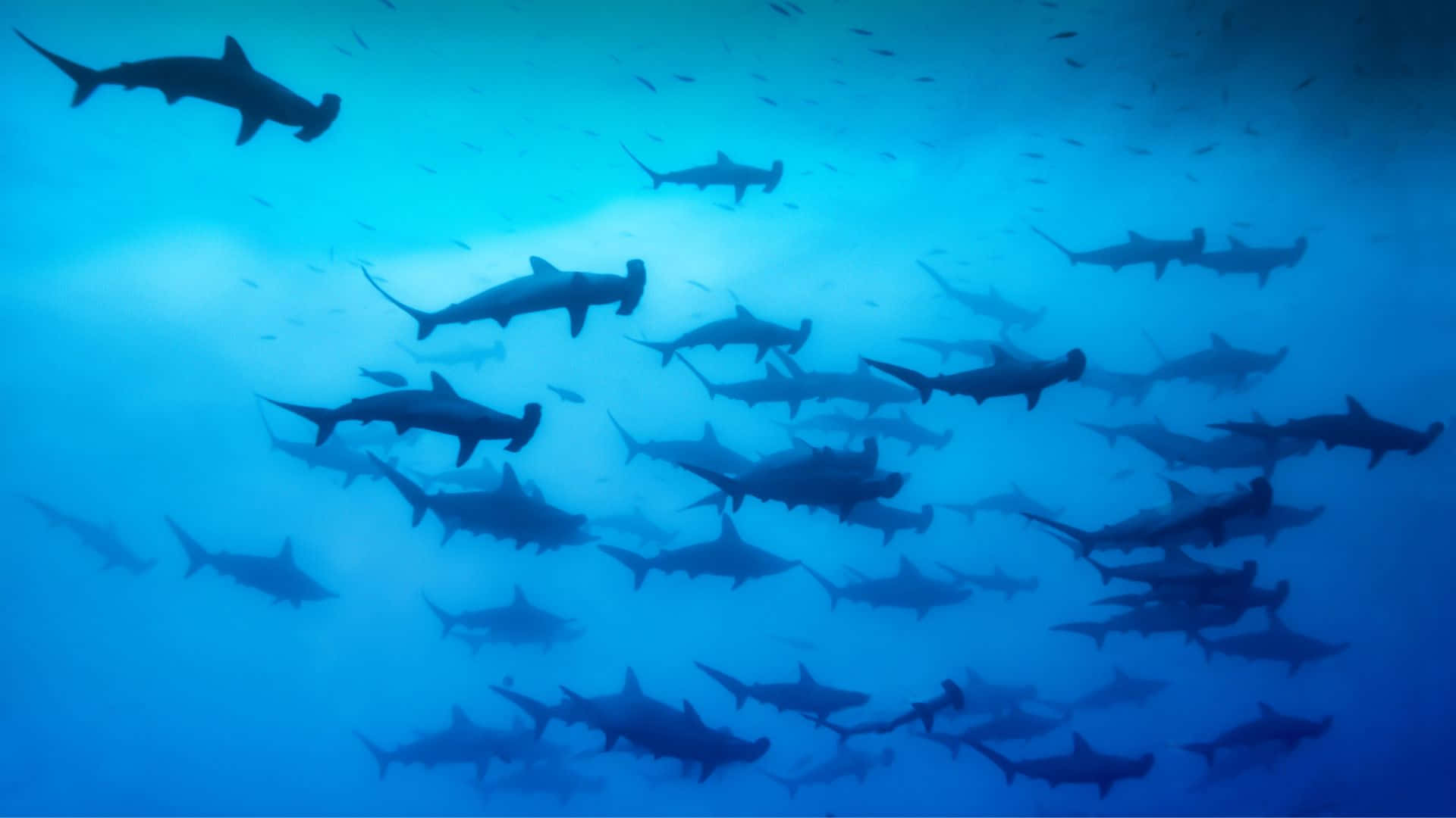 Caption: The Majestic Black Shark In Deep Sea Exploration