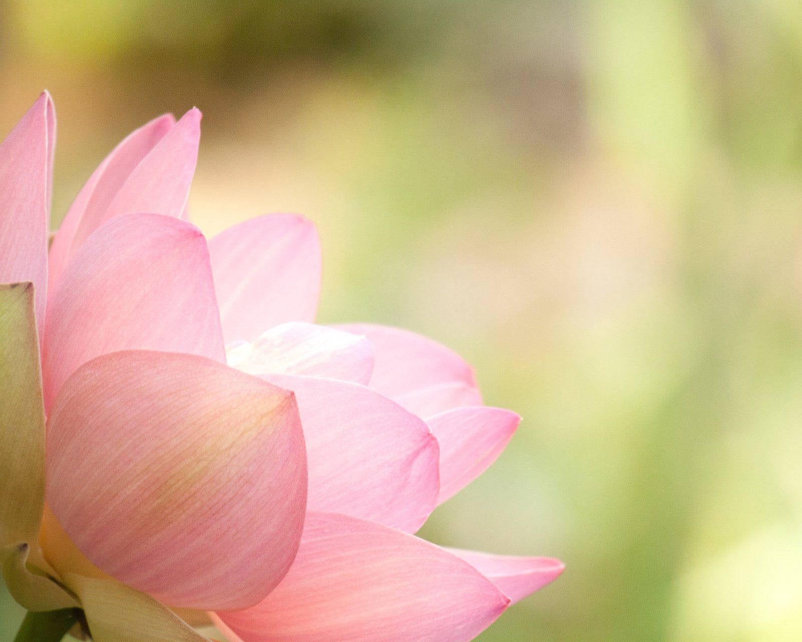 Caption: Tranquil Elegance: A Lotus Blooming In Soft Hues Background