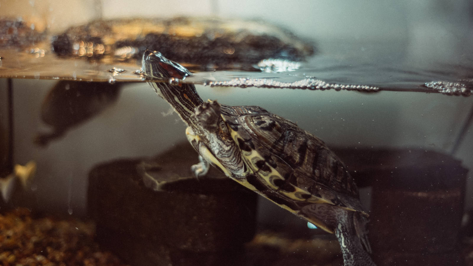 Caption: Tranquil Water Turtle Resurfacing In A Fish Tank Background