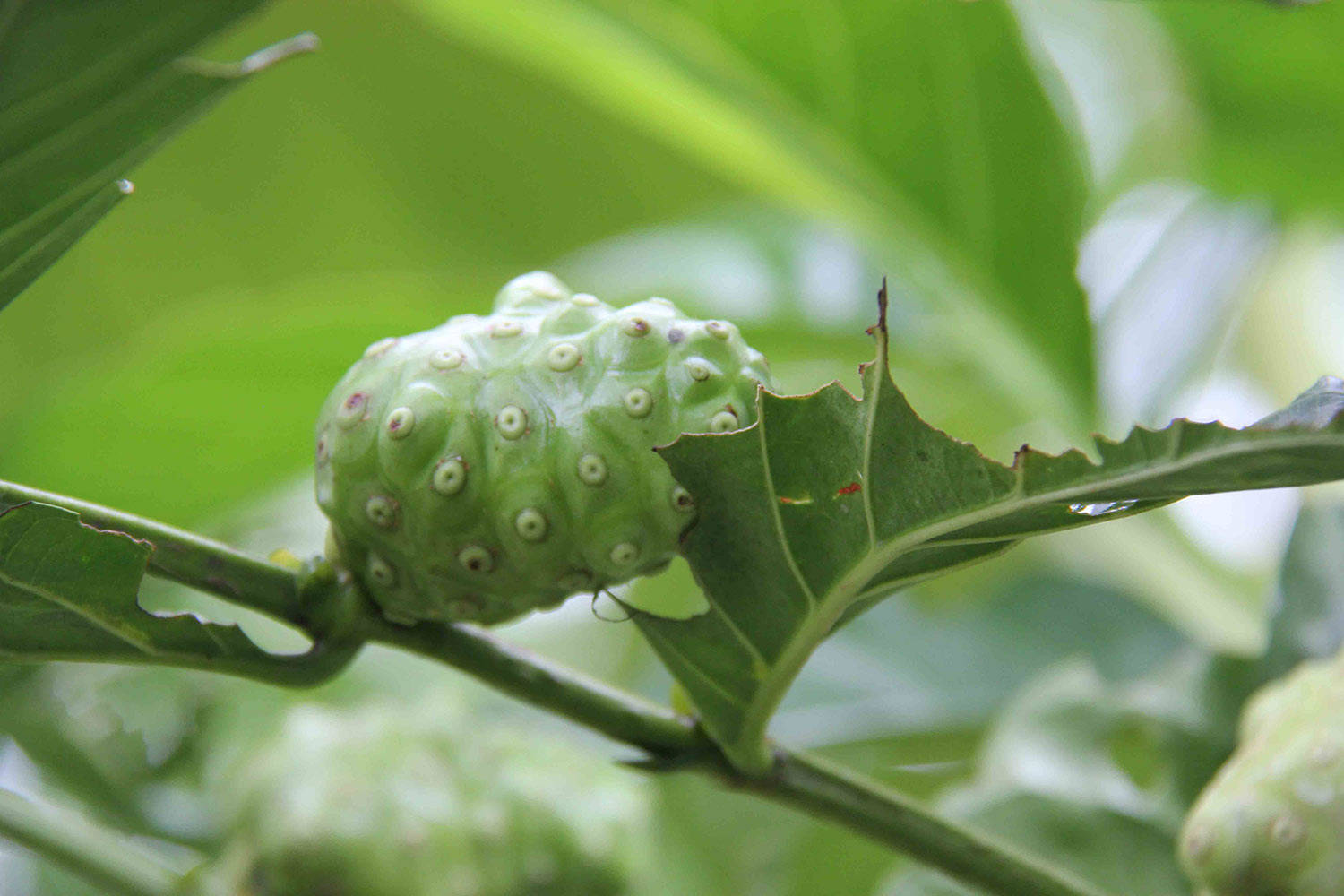 Caption: Tropical Noni Fruit On Wooden Background