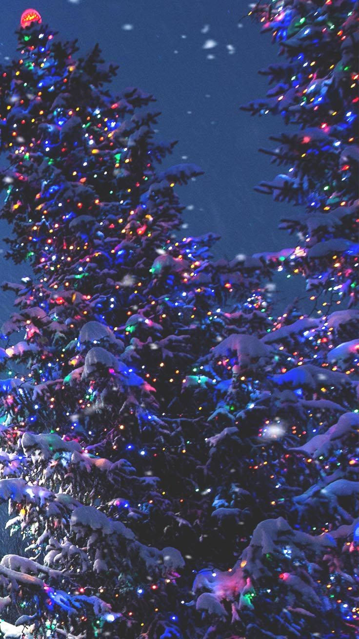 Caption: Twinkling Lights On Outdoor Christmas Trees Background