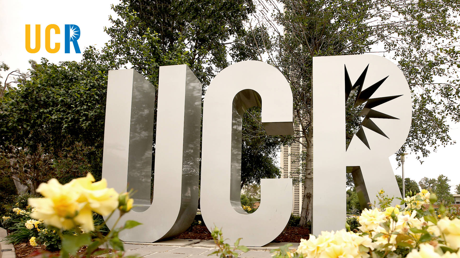 Caption: Ucr Campus Entrance Beautified By Bright Yellow Flowers