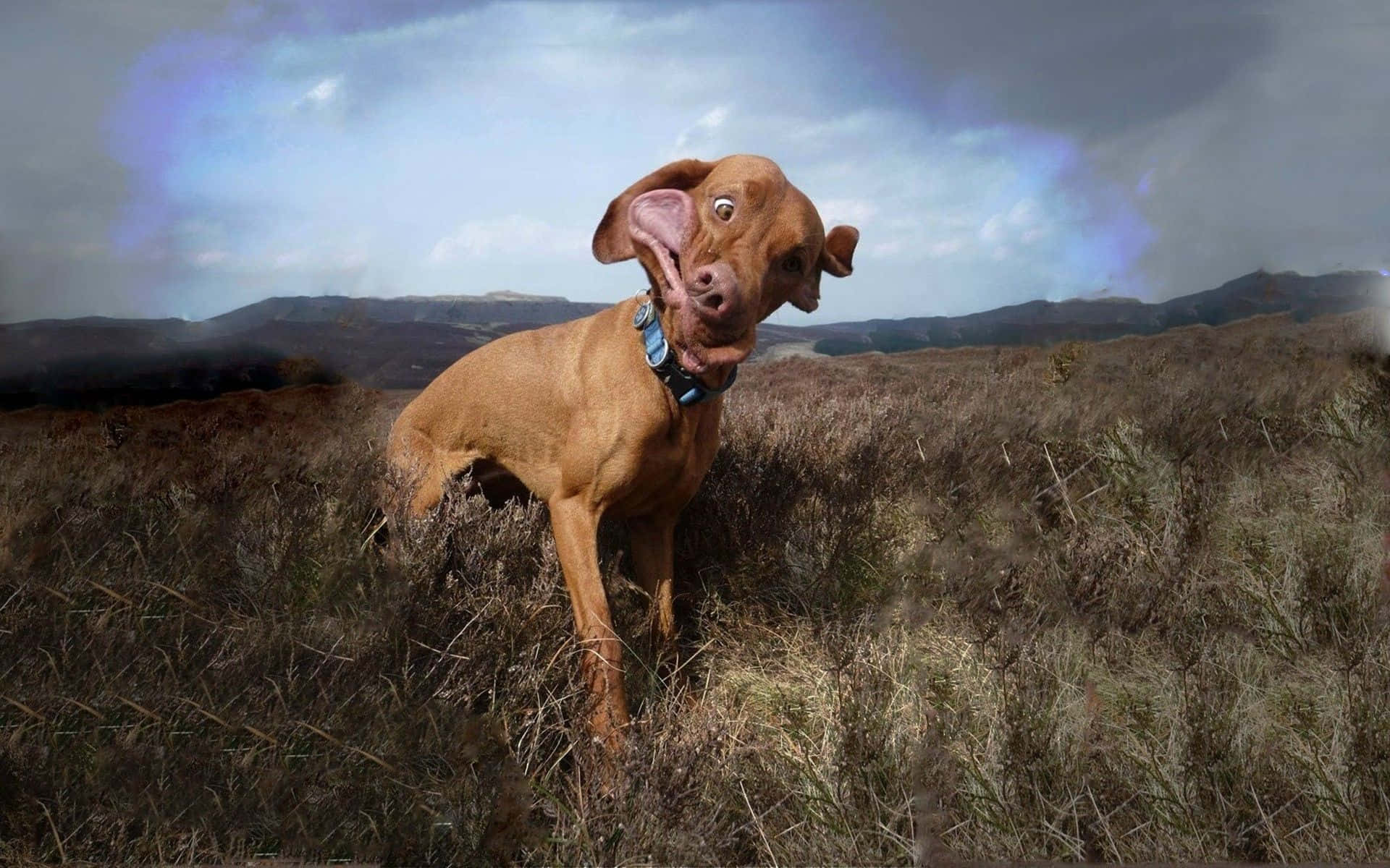 Caption: Unleashing The Joy: A Funny Dog In Playful Mood