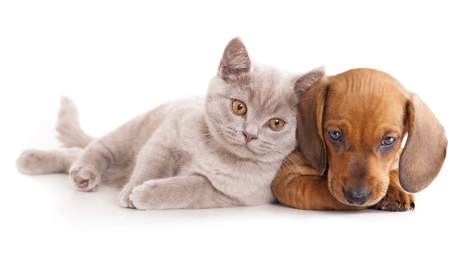 Caption: Unlikely Friends - A Cat And A Dog Bonding Background