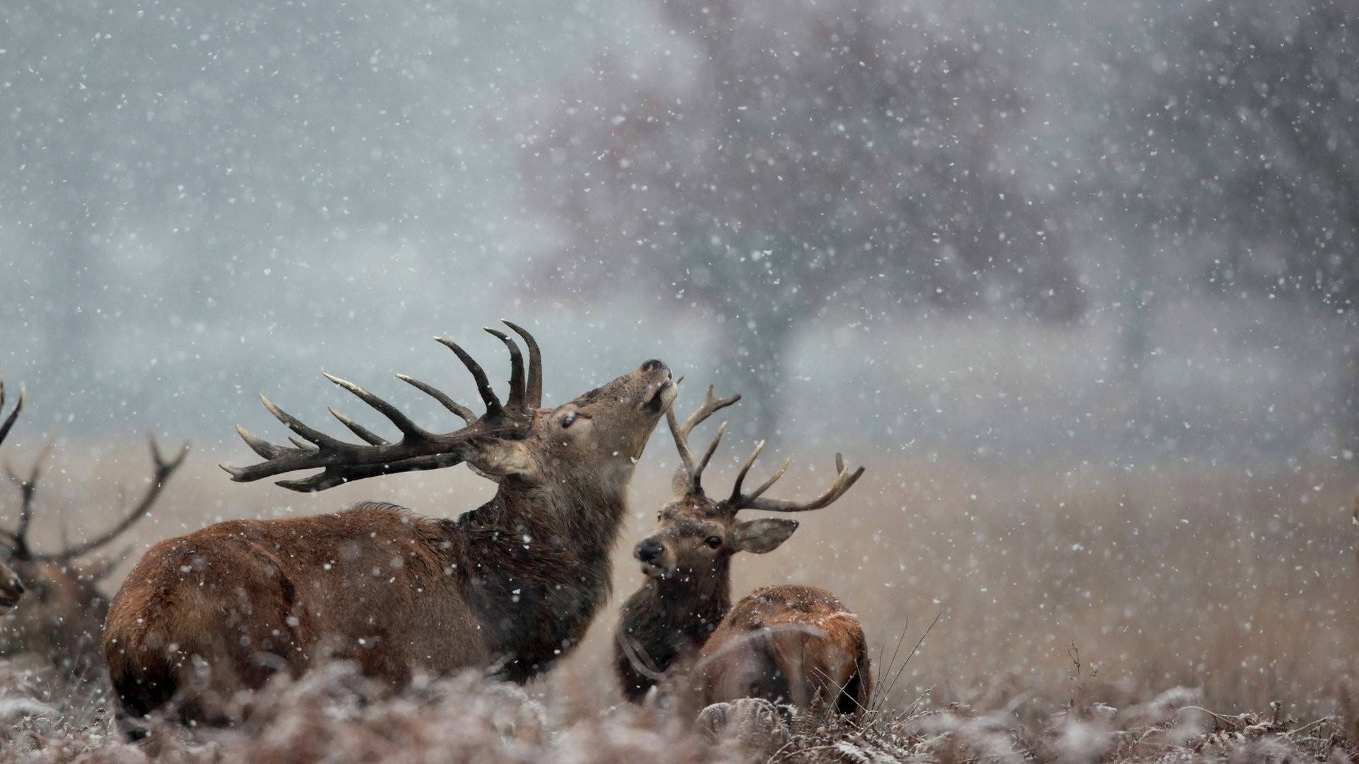 Caption: Untamed Reindeers In The Wilderness Background