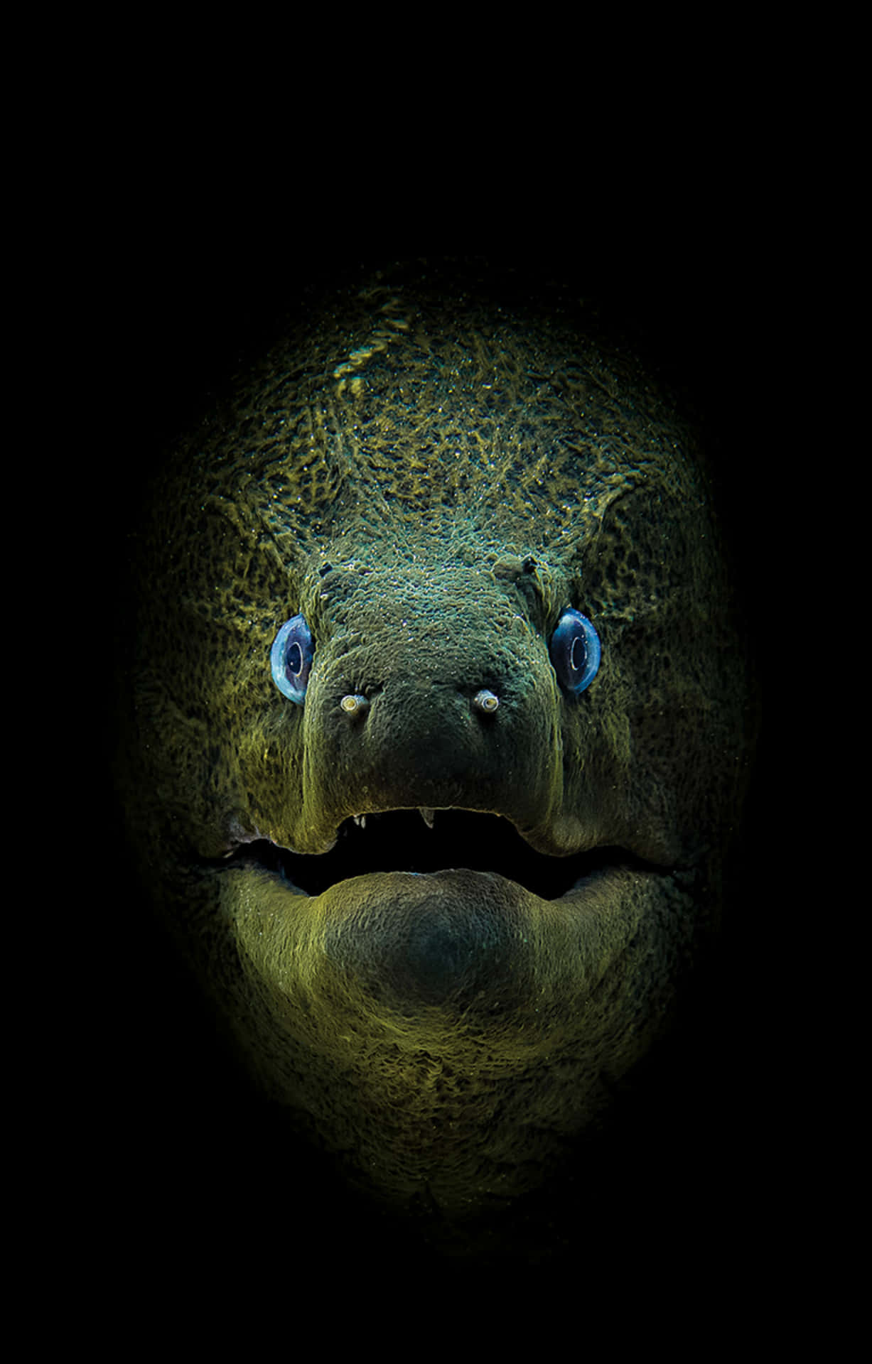 Caption: Up-close Encounter With A Moray Eel