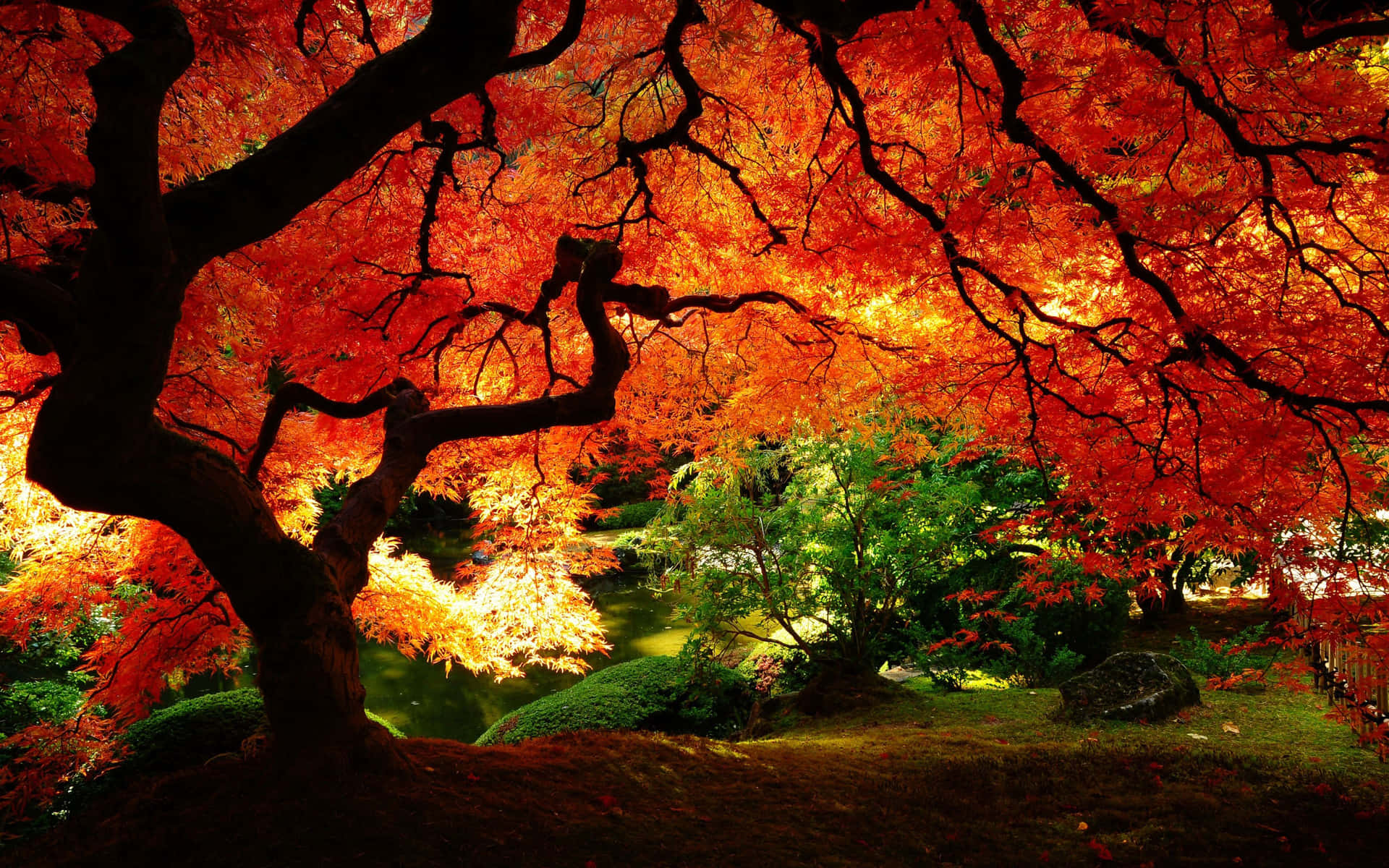 Caption: Vibrant Autumn Colors Of Japanese Maple Tree Branches Background