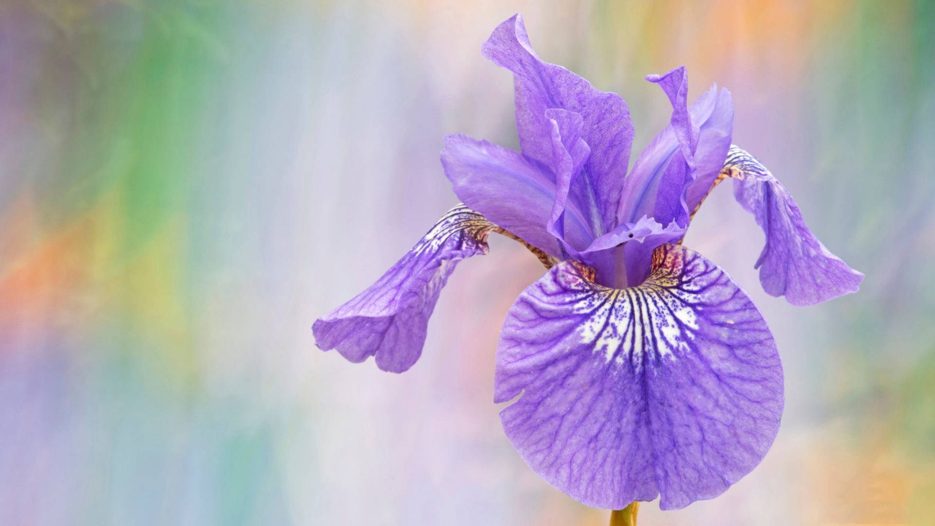 Caption: Vibrant Blooming Siberian Iris Flower