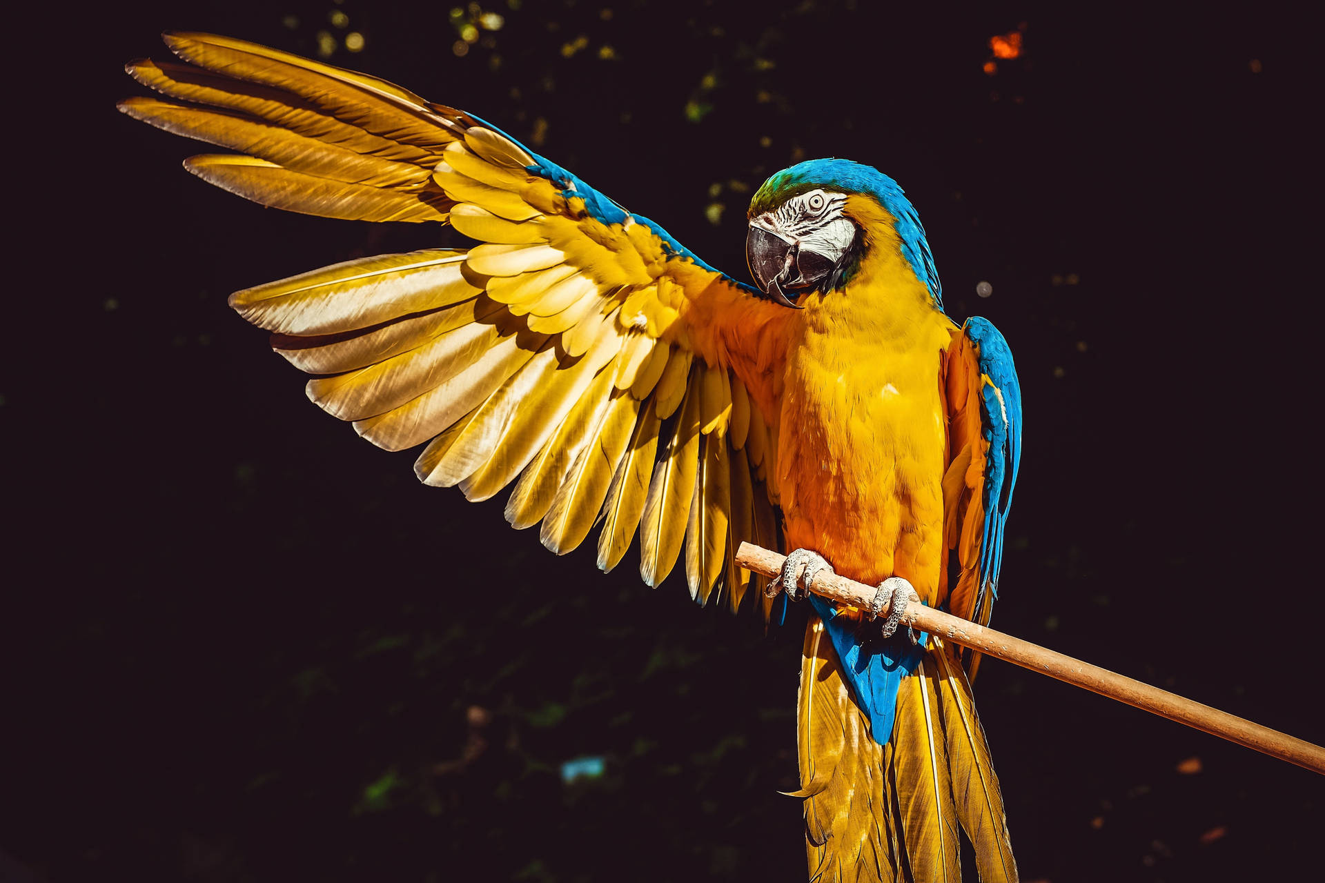 Caption: Vibrant Blue And Yellow Macaw In The Wild Background