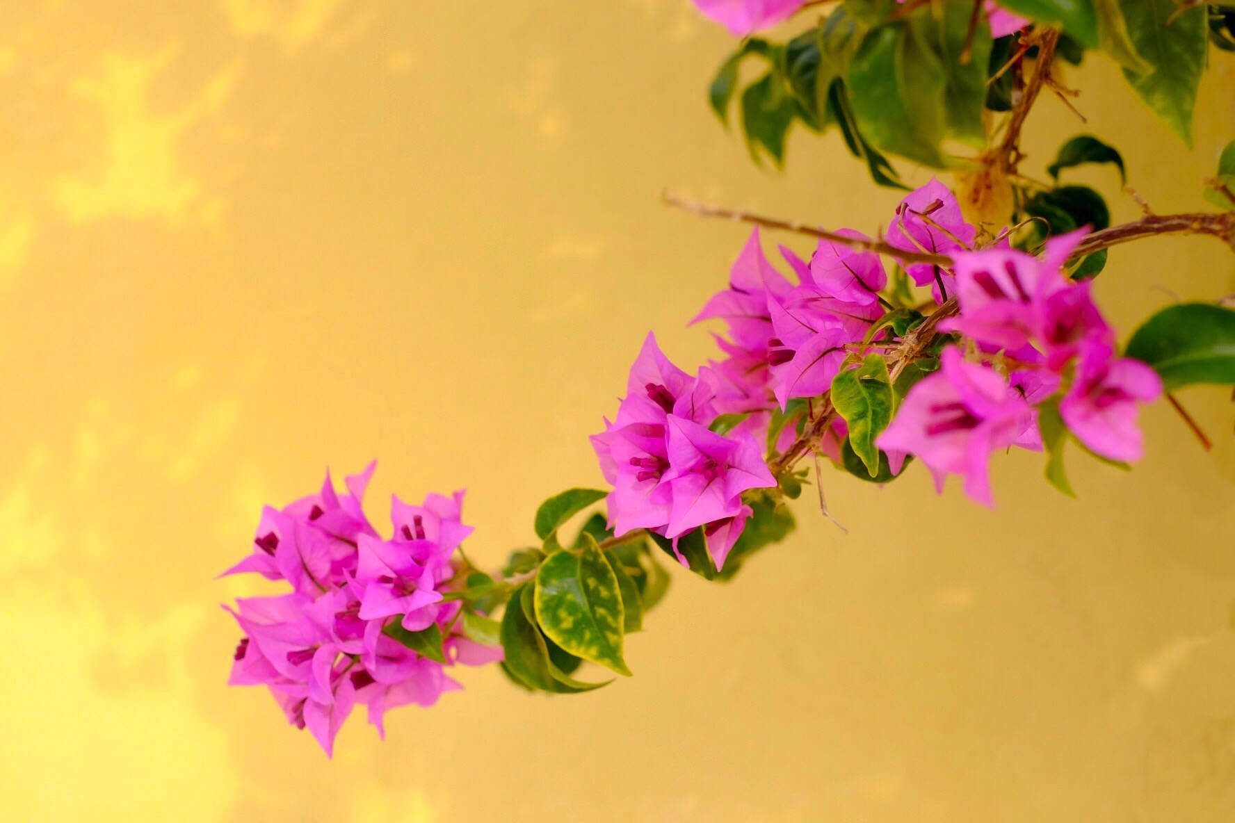Caption: Vibrant Bougainvillea Blooms Adorning A Garden Path Background