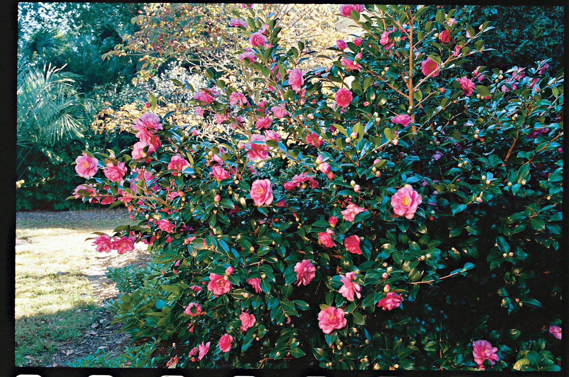 Caption: Vibrant Camellia Sasanqua Blooming In The Garden Background