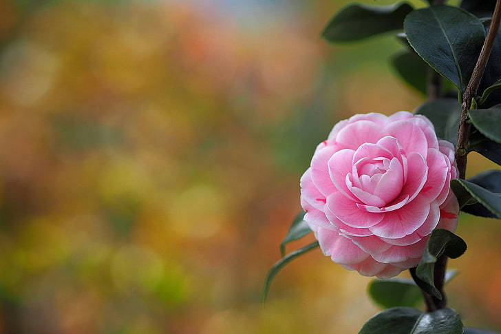 Caption: Vibrant Camellia Sasanqua In Full Bloom Background