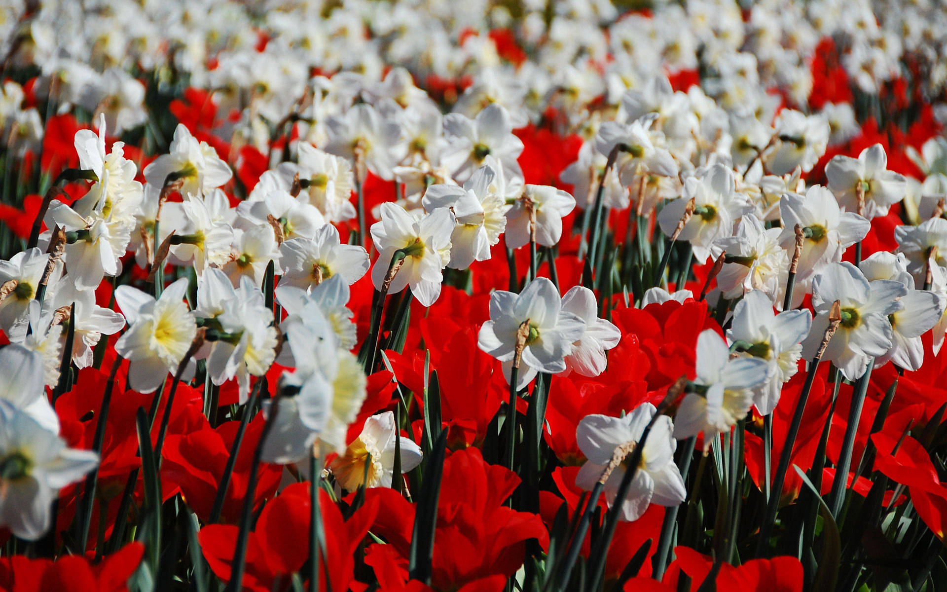 Caption: Vibrant Daffodils Blooming Beside Red Flowers Background
