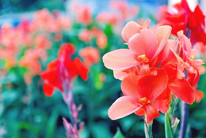 Caption: Vibrant Gladiolus Flowers In Full Bloom