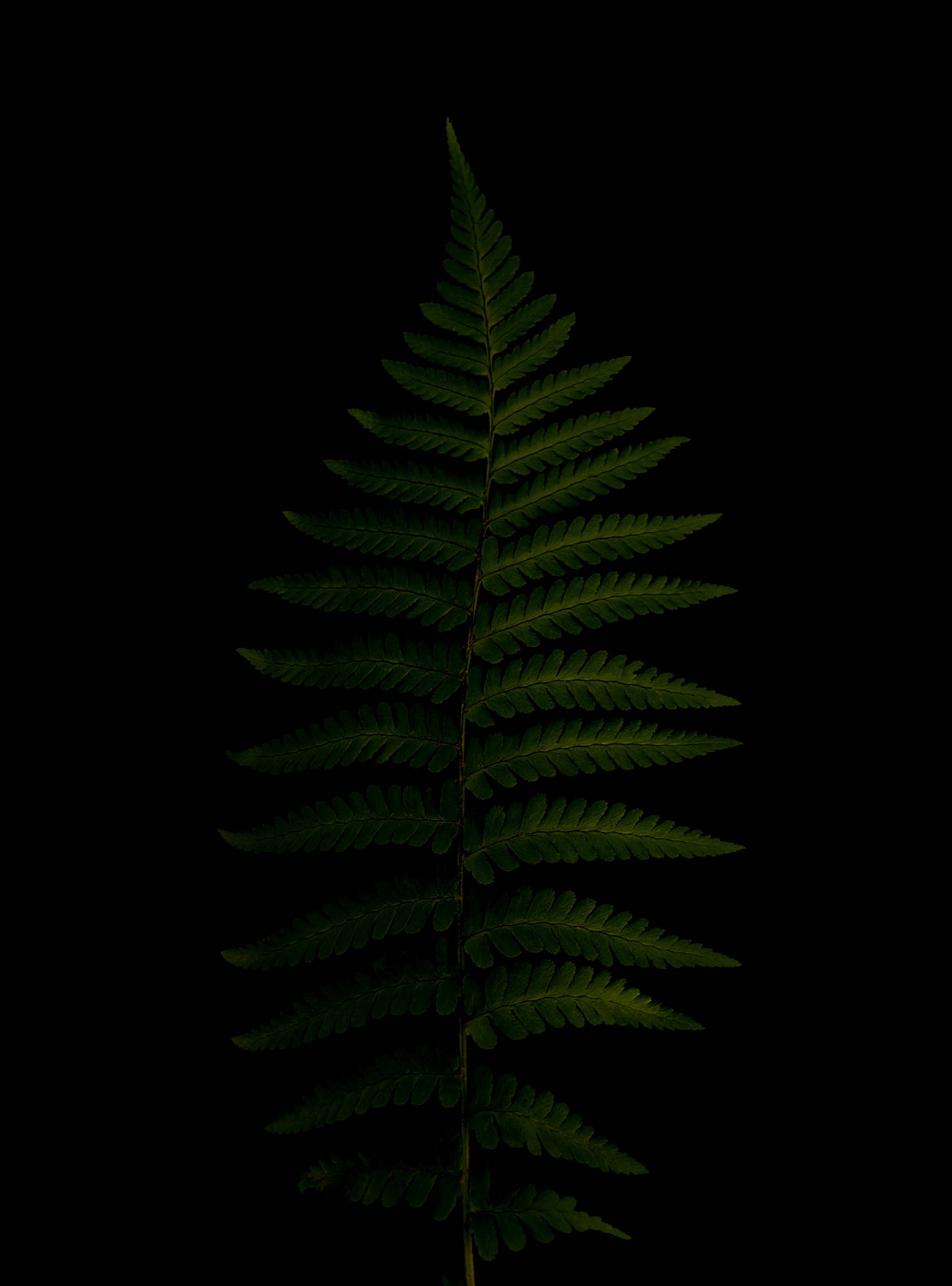 Caption: Vibrant Green Fern On Pure Black Background Hd Phone Wallpaper Background
