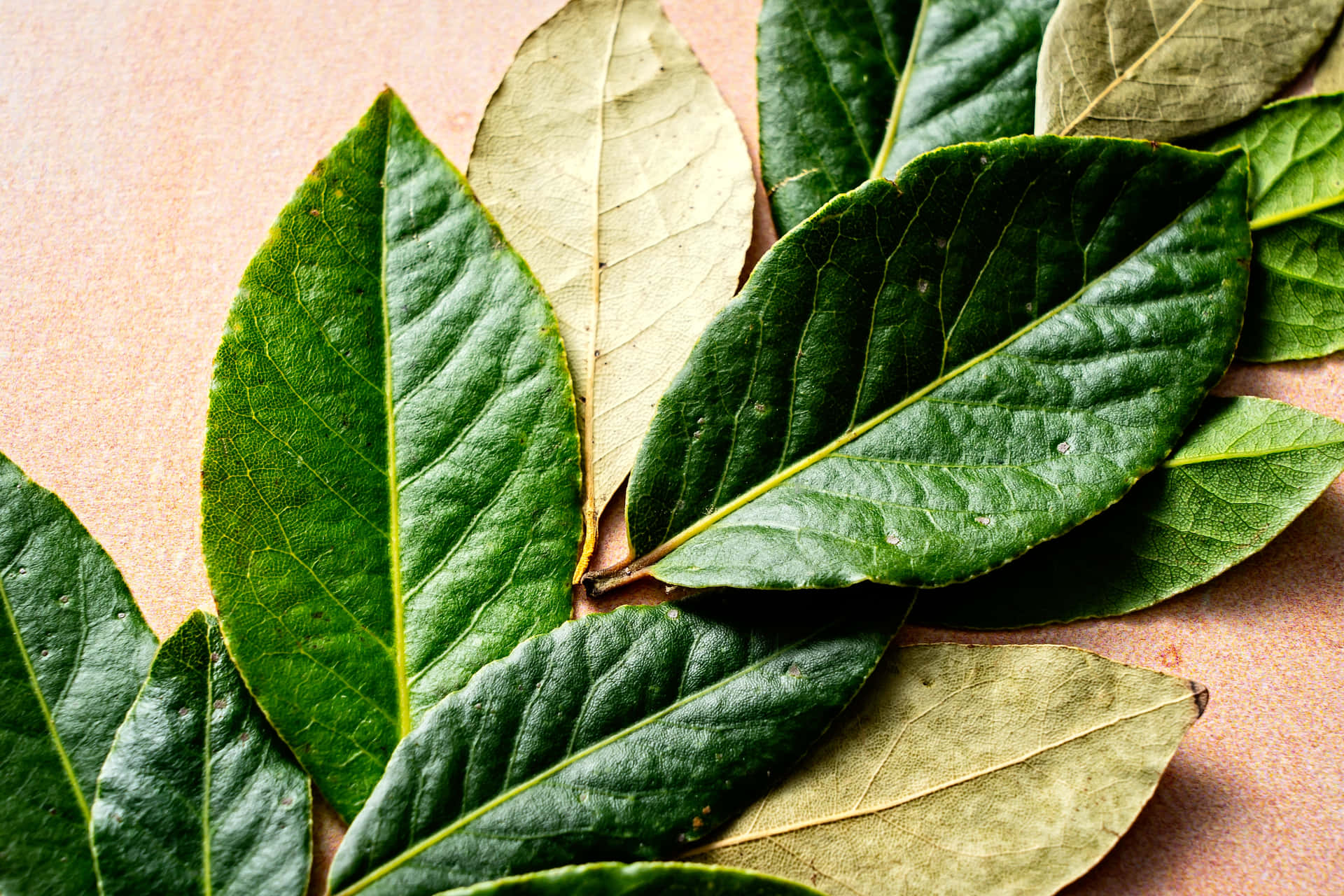Caption: Vibrant Green Leaf Close-up Background