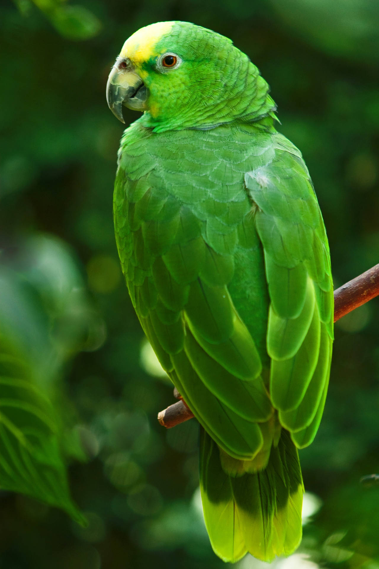 Caption: Vibrant Green Parrot In Hd Quality